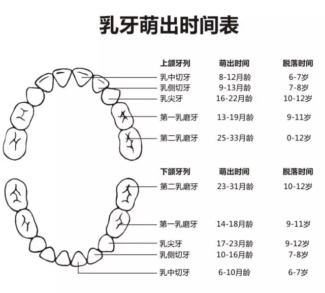 尚佳專(zhuān)業(yè)月嫂丨何時(shí)長(cháng)牙才算正常？